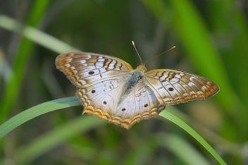 White Peacock